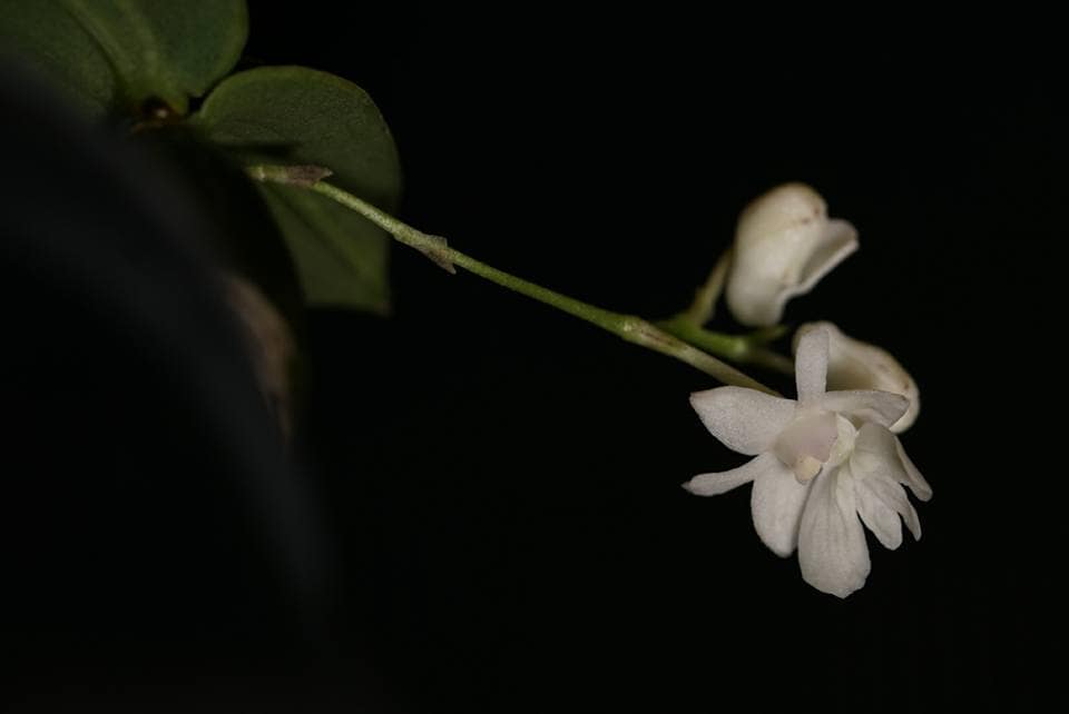 Dendrobium aberrans 4 12316157_10205707340018927_2209035560287543041_n