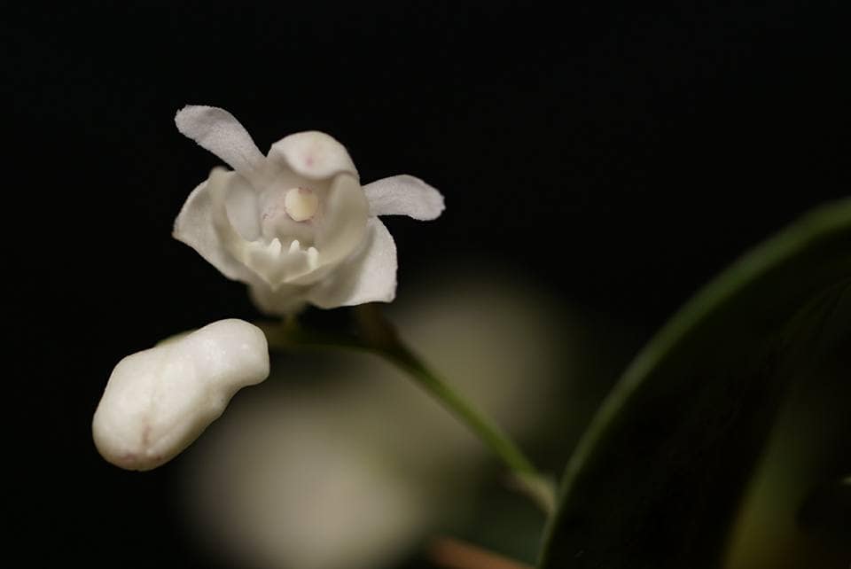 Dendrobium aberrans 5 12417795_10205707338818897_5163069635952328004_n