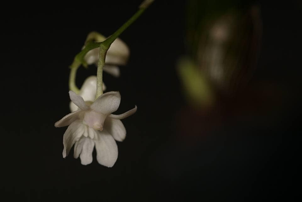 Dendrobium aberrans 7 12507105_10205707340818947_3843488375700946039_n