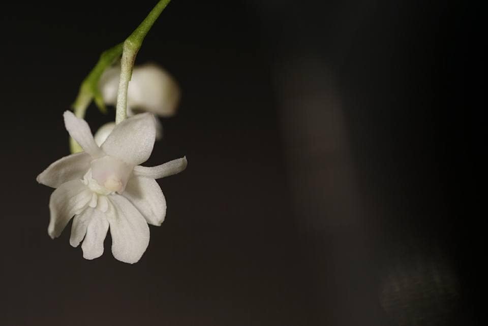 Dendrobium aberrans 3 1520682_10205707341418962_3808078515784606625_n